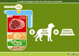 alimentation du chien fait maison