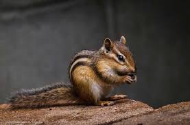 Of Chipmunks In The House Yard