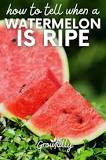 Can you eat a watermelon before it