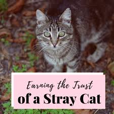 It identifies that they have been fixed so they are not trapped again and put under the knife a second time. How To Win The Trust Of A Stray Cat Pethelpful By Fellow Animal Lovers And Experts