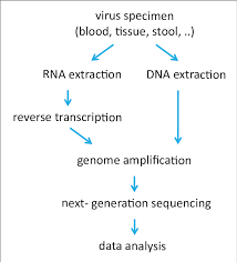 Flow Chart Of Sample Processing For Next Generation