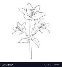 lily flower coloring page drawing easy