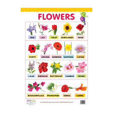 english flowers educational wall charts