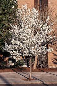 cleveland select flowering pear pyrus