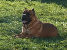 Darrel has traveled all over the world, gaining knowledge and. Baums Cane Corso Cane Corso Stud In Dayton Ohio