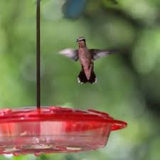 the 10 best hummingbird feeders 2022