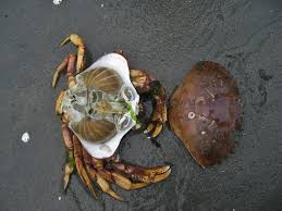 dungeness crab california sea grant