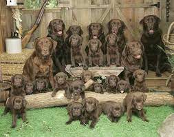Read customer reviews and common questions and answers for charlton home® part #: Puppies On Twitter Life Is Like A Box Chocolate Puppies Ohlookpuppies Chocolate Lab Http T Co Hzuqurrqtg