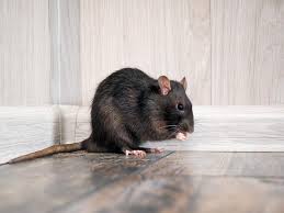 fact or fiction rats can make you sick