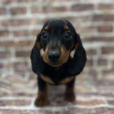 dachshund puppy black tan id 239