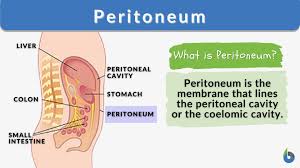 peritoneum definition and exles