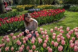 how to see the tulips in amsterdam