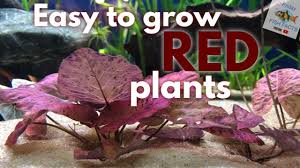 grow red aquarium plants without co2