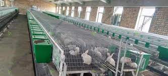 Commercial Rabbit Cage Design Creating