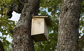 le nichoir à oiseau comment le