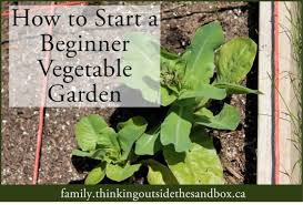 Beginner Vegetable Garden