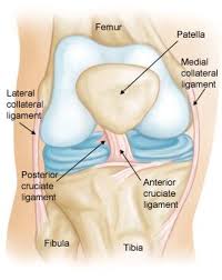 Ligament damage often happens from a sports injury. Collateral Ligament Injuries Orthoinfo Aaos