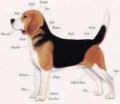Beagle Basics Jackpot Kingsbury Hounds