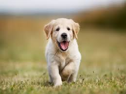 Cute labrador puppy stock photos and images. Golden Labrador Puppies A Guide All Things Dogs All Things Dogs