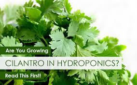 Are You Growing Cilantro In Hydroponics Read This First