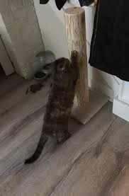 Kitten Wooden Cat Scratcher Cat Scratch
