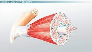 Cbse class 9 science notes for chapter 6 tissues part ii / a tendon or sinew is a tough band of fibrous connective tissue that connects muscle to bone and is capable of withstanding tension. What Is A Tendon Anatomy Definition Video Lesson Transcript Study Com