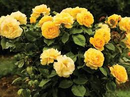 yellow rose plant at rs 25 piece s