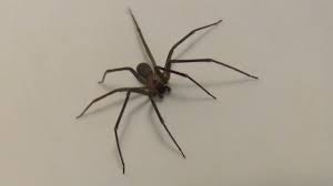 Brown Recluse Spider Hd Close Up Footage