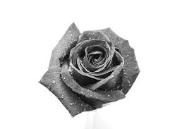 flower black rose images