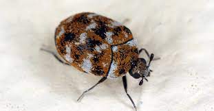 what do carpet beetles eat their t