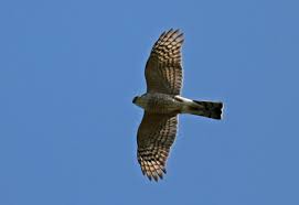 Coopers and sharp shinned hawks and other birds. Sharp Shinned Hawk Versus Cooper S Hawk Project Feederwatch Blog