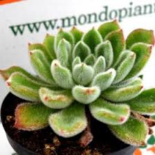 Mondo piante offers a wide selection of home & garden. Pianta Grassa Echeveria Setosa Vaso 10cm Mondo Piante Vendita Piante Online