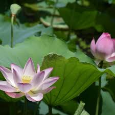 Growing Lotus 101 Container Water Gardens