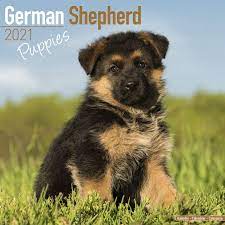 This range is alright for as home pets. German Shepherd Puppies Calendar Puppies Calendar Dog Breed Calendars 2020 2021 Wall Calendars 16 Month By Avonside Megacalendars 9781785809460 Amazon Com Books
