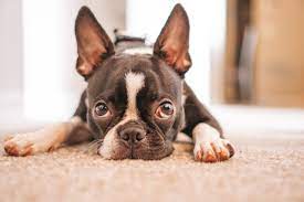 5 tips to take care of a boston terrier