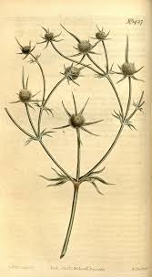 Eryngium corniculatum - Wikipedia, la enciclopedia libre