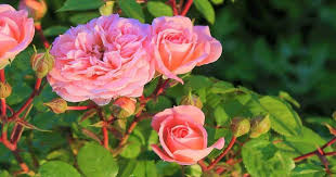 Drei düngerarten sind für rosen absolut lebensnotwendig. Rosen Im Kubel Auswahl Pflege Pflanzgefasse Vivanno