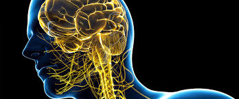 Entendiendo al cerebro: sistema nervioso central Dacer centro de neurorrehabilitación y daño cerebral