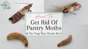 pantry moths indian meal moth traps