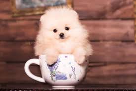 por teacup dog breeds every dog