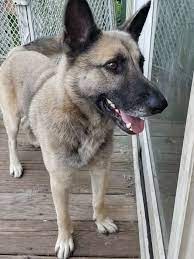 Share your own success stories for german shepherd rescue dogs. Dog For Adoption Cas A German Shepherd Dog In Brick Nj Petfinder