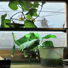 Indoor Edible Window Garden