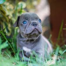 The goals and purposes of this breed standard include: Portland Oregon Northwest Frenchies
