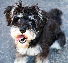 Check spelling or type a new query. Diy Dog Grooming Tips Petsmart