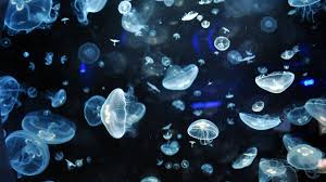 glowing jellyfish wallpapers 67 images