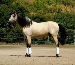 Horse for sale classified site. Gallery Andalusian Horse Direct