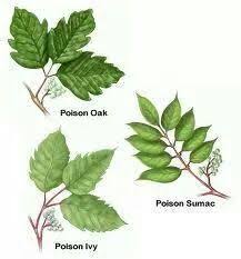 Poison Oak Poison Ivy Poison Sumac Chart Poison Oak