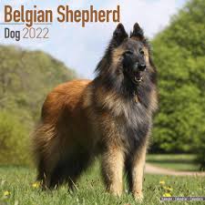 Belgian shepherd dog (also know as the belgian sheepdog or chien de berger belge) can refer to any of four varieties of dog: Belgian Shepherd Dog Wall Calendar 2022 Megacalendars Com