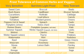 Frost Tolerance Of Common Herbs And Vegetables