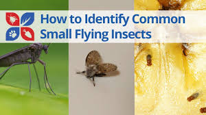 common small flying insects